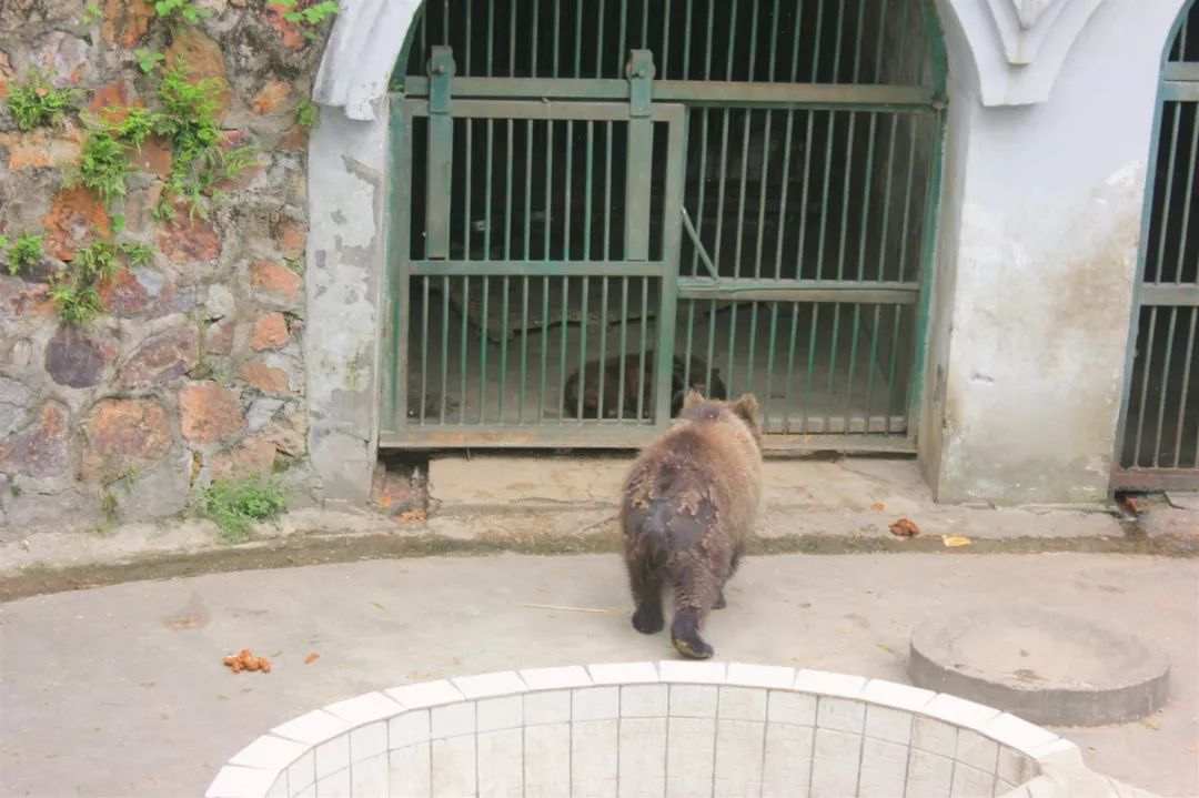 小猴子,老狮子,大黑熊.有一种童年回忆叫雨山湖动物园!