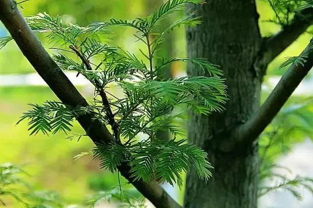 南京竟然有个世外桃源般的神仙岛屿,堪比济州岛! 南京竟然有个世外桃源般的神仙岛屿,堪比济州岛!