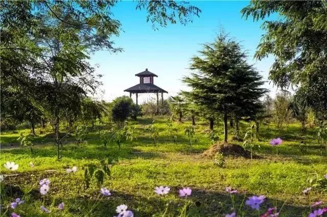 南京竟然有个世外桃源般的神仙岛屿,堪比济州岛! 南京竟然有个世外桃源般的神仙岛屿,堪比济州岛!