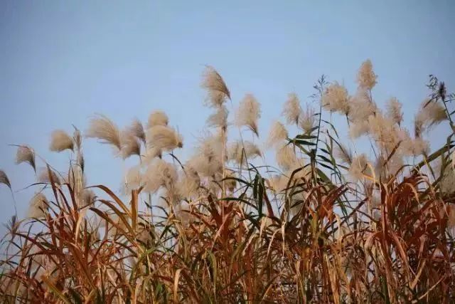 南京竟然有个世外桃源般的神仙岛屿,堪比济州岛! 南京竟然有个世外桃源般的神仙岛屿,堪比济州岛!
