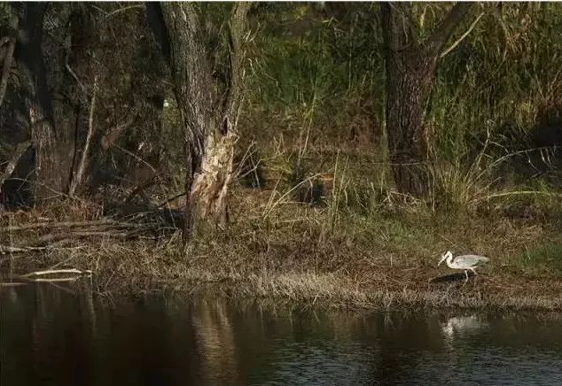 南京竟然有个世外桃源般的神仙岛屿,堪比济州岛! 南京竟然有个世外桃源般的神仙岛屿,堪比济州岛!