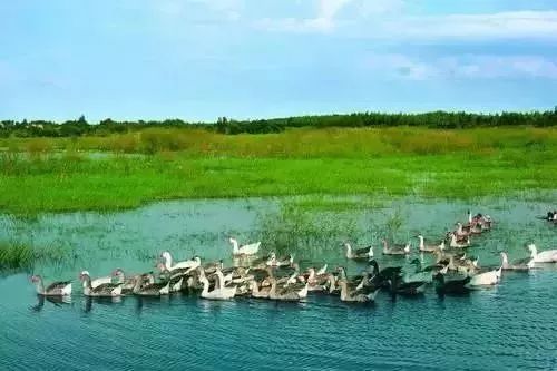 南京竟然有个世外桃源般的神仙岛屿,堪比济州岛! 南京竟然有个世外桃源般的神仙岛屿,堪比济州岛!