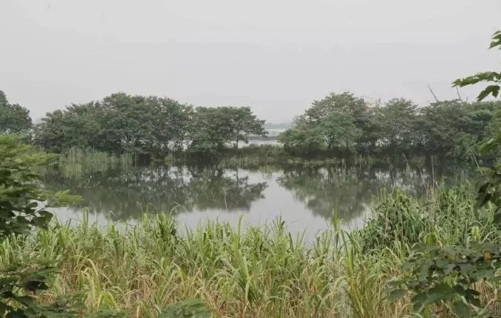 南京竟然有个世外桃源般的神仙岛屿,堪比济州岛! 南京竟然有个世外桃源般的神仙岛屿,堪比济州岛!