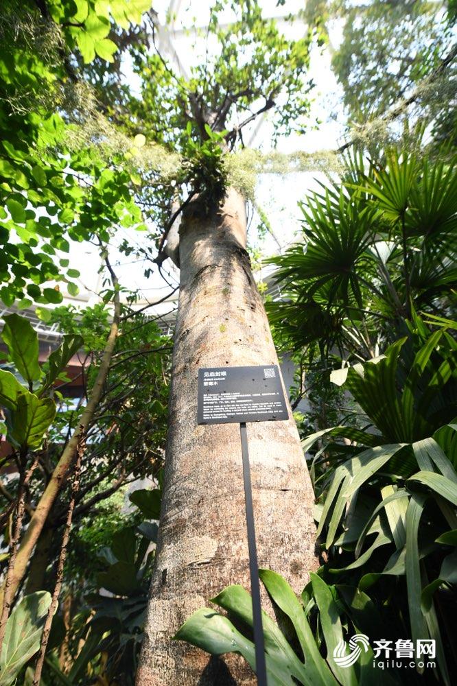 食人植物,箭毒木…世园会植物馆里的"奇花异草"来了解下