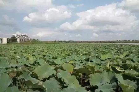 南京竟然有个世外桃源般的神仙岛屿,堪比济州岛! 南京竟然有个世外桃源般的神仙岛屿,堪比济州岛!