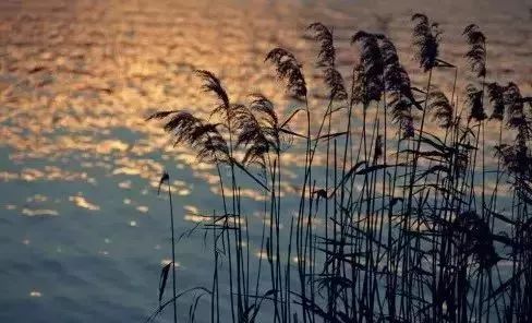 南京竟然有个世外桃源般的神仙岛屿,堪比济州岛! 南京竟然有个世外桃源般的神仙岛屿,堪比济州岛!