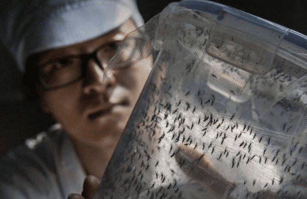 中國最大的蚊子製造廠，用羊血餵養蚊子，每個月釋放3000萬隻