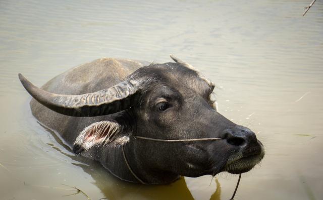 鲸和海豚为什么能杂交?同样是牛的水牛黄牛却不能杂交...