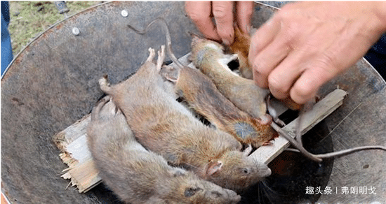 这道菜来自网红主播pdd!福建的奇葩菜,烤老鼠!