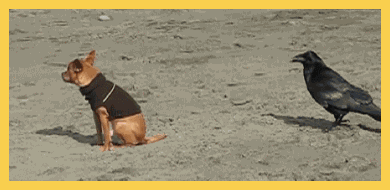 乌鸦你咋这么贱