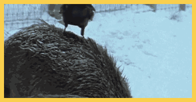 乌鸦你咋这么贱