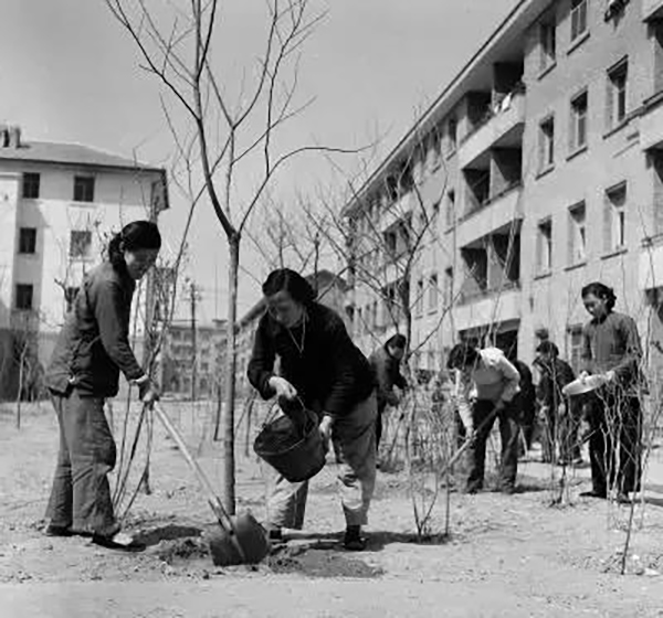 虎坊路居民正在给树苗浇水松土,图片拍摄于1961年
