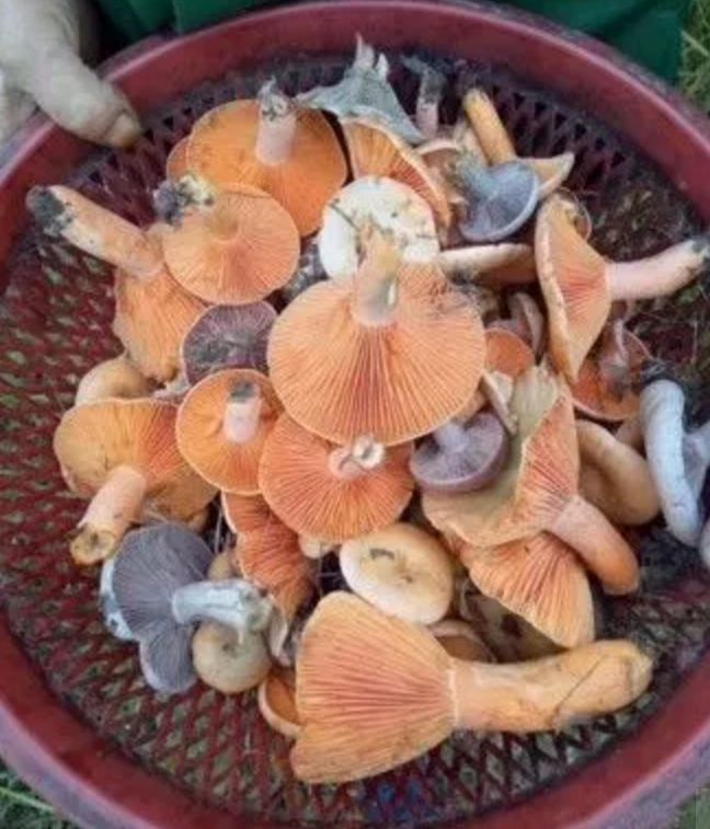 邵阳山里的枞树菇又泛滥了！捡到手抽筋…