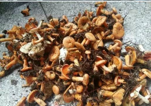 邵阳山里的枞树菇又泛滥了！捡到手抽筋…