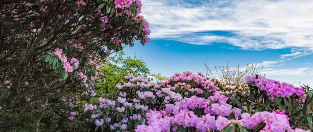 这些地方杜鹃花开成海！五月的天，我们约一场缤纷花事吧