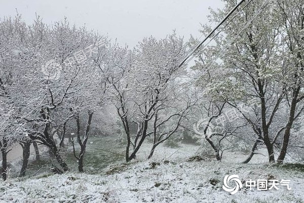 6日夜间开始,甘肃华家岭出现降雪天气。(图/ 魏雅鹏)