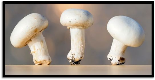 蘑菇要怎么洗才洗得干净 b7d7-hwsffza8175799.jpg