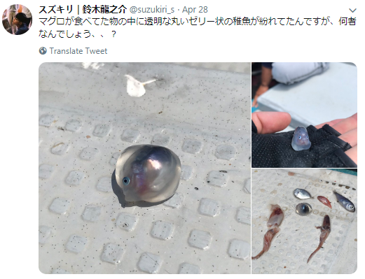 鱼腹中惊现圆形透明色果冻鱼，海洋中又见谜一样的生物