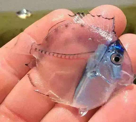 鱼腹中惊现圆形透明色果冻鱼，海洋中又见谜一样的生物