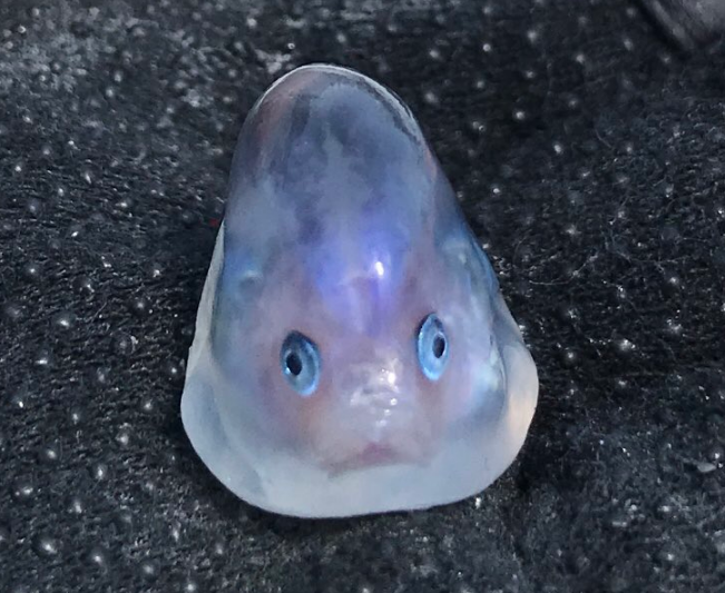 鱼腹中惊现圆形透明色果冻鱼，海洋中又见谜一样的生物