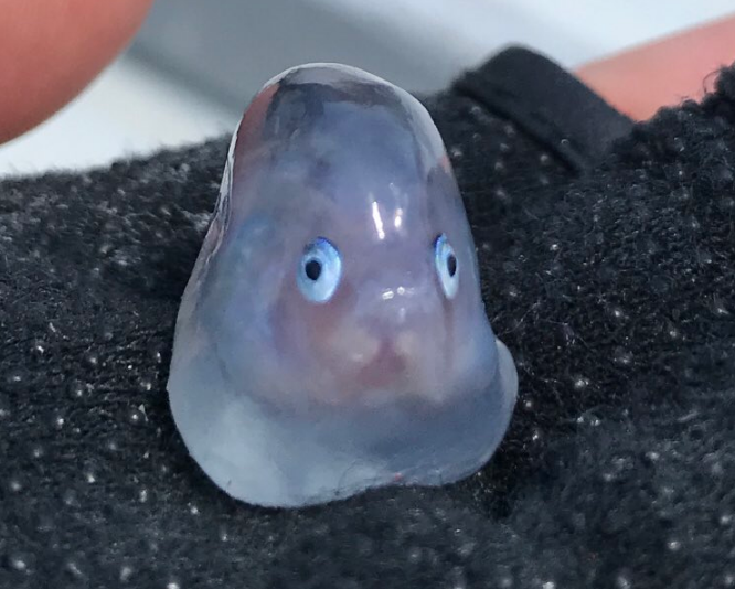 鱼腹中惊现圆形透明色果冻鱼，海洋中又见谜一样的生物