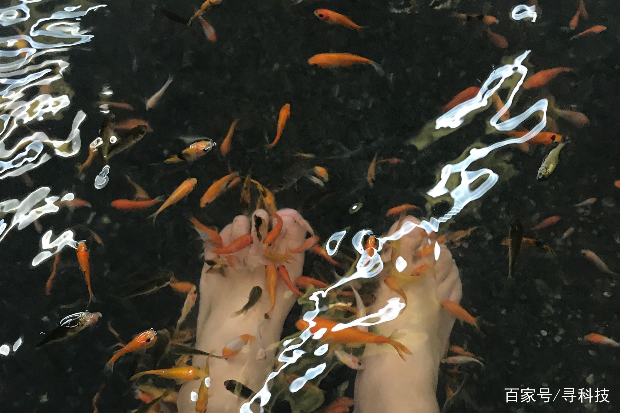 做了个鱼疗，水中的鱼全灭亡了，商家向其索赔，女子：实在忍不住