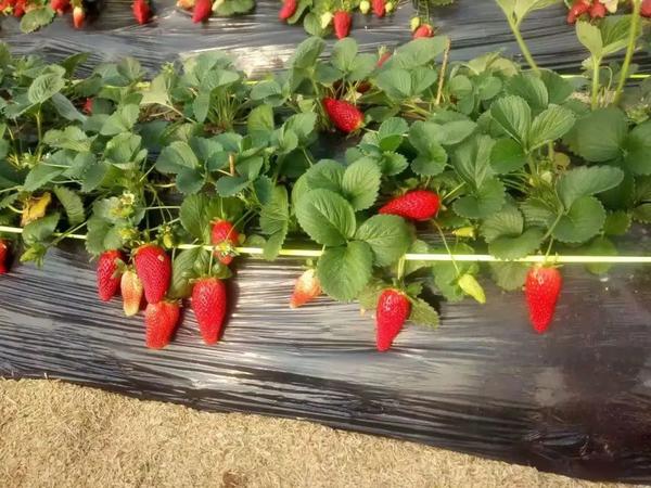 商河县郑路镇有多少人口