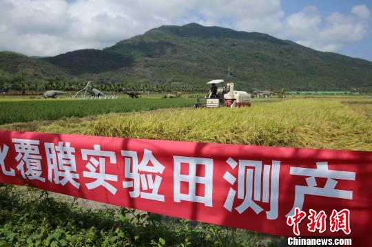 5月11日,专家对位于三亚的水稻机械化覆膜种植示范田进行测产验收。 王晓斌 摄