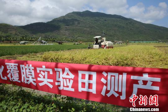 5月11日，专家对位于三亚的水稻机械化覆膜种植示范田进行测产验收。　王晓斌　摄