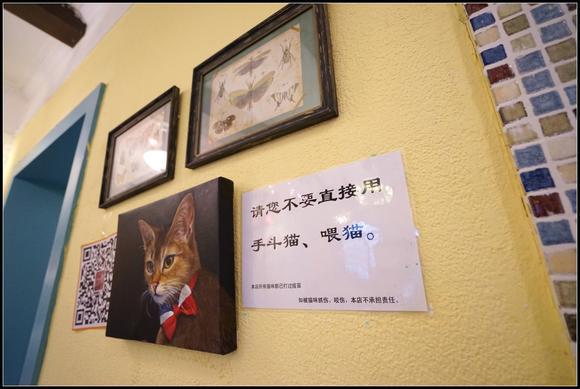 这里最大的亮点:有猫咪陪伴,再也不会孤单,满满的温暖和治愈。
