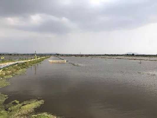 泰和首届小龙虾文化旅游节本周末开启，想吃“霸王虾”的看过来！