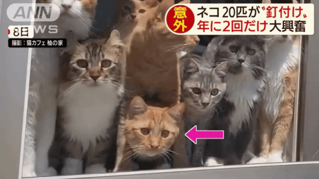 20只猫咪围观插秧种田 小眼神儿萌翻了