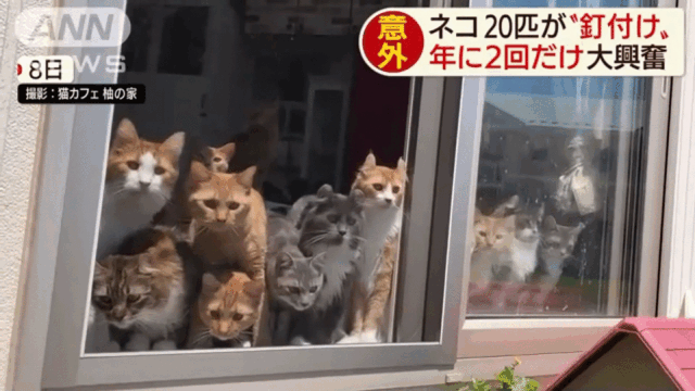 20只猫咪围观插秧种田 小眼神儿萌翻了