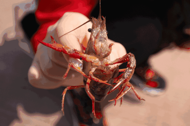 泰和首届小龙虾文化旅游节本周末开启，想吃“霸王虾”的看过来！