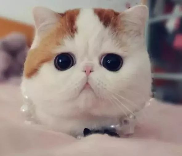 20只猫咪围观插秧种田 小眼神儿萌翻了