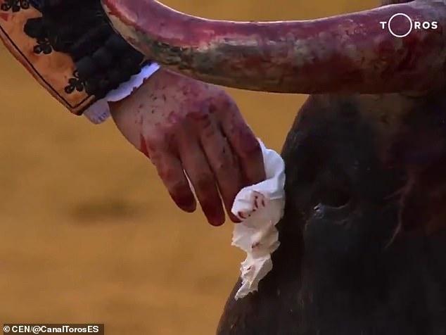 斗牛士在杀死公牛前，用手帕擦去公牛脸上的斑斑血迹引争议