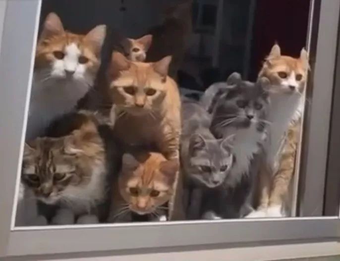 20只猫咪围观插秧种田 小眼神儿萌翻了