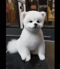 #每日有趣GIF图#感受到了2哈莫名的杀气