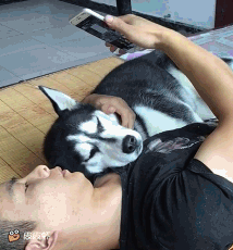 #每日有趣GIF图#感受到了2哈莫名的杀气