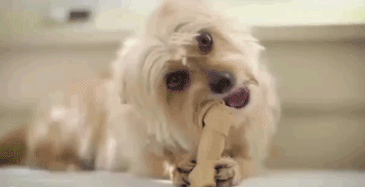 咀嚼是狗狗的本能天性,一边玩一边咬,让狗子更愉快,就能预防它乱咬