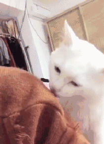 #每日有趣GIF图#感受到了2哈莫名的杀气