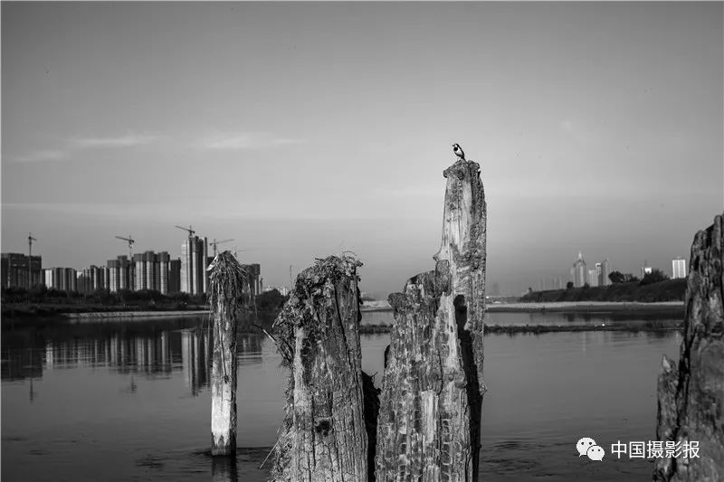 作品 | 为何·渭河