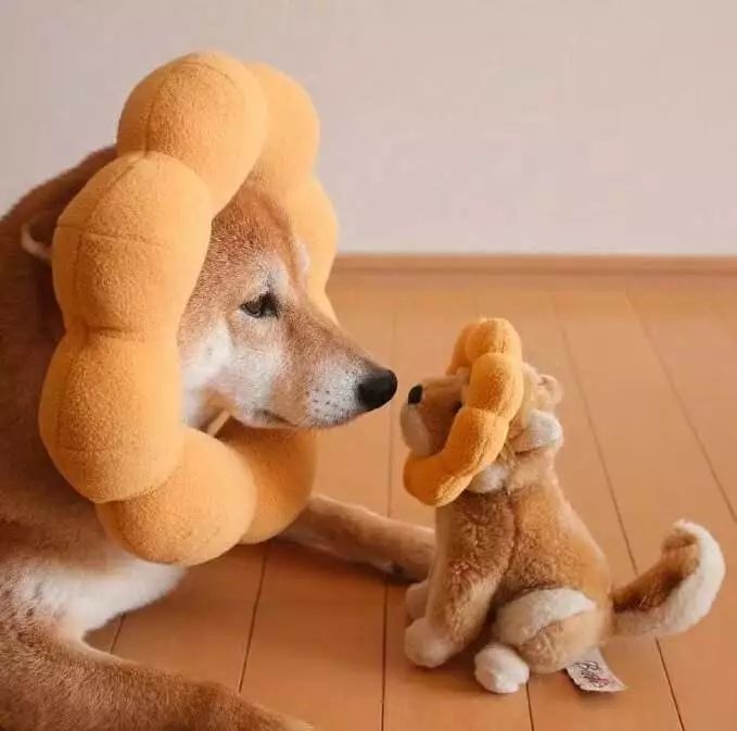 20只猫咪围观插秧种田 小眼神儿萌翻了