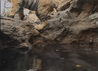 #每日有趣GIF图#感受到了2哈莫名的杀气