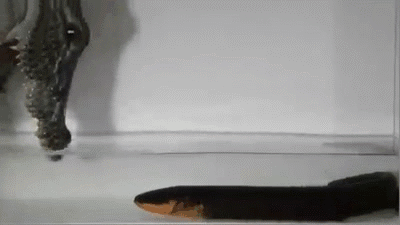 #每日有趣GIF图#感受到了2哈莫名的杀气