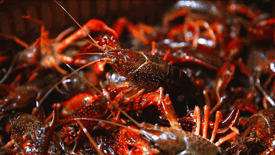 泰和首届小龙虾文化旅游节本周末开启，想吃“霸王虾”的看过来！