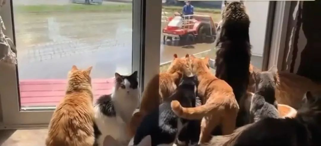 20只猫咪围观插秧种田 小眼神儿萌翻了