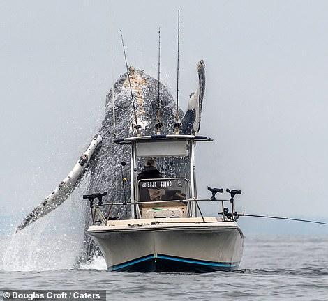 巨大的座头鲸跃出海面，小船在它面前就是一个玩具