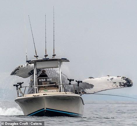 巨大的座头鲸跃出海面，小船在它面前就是一个玩具