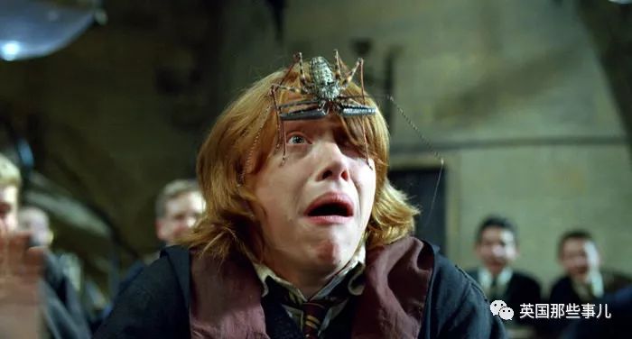 “为了让丈母娘少来家里,我养了一只她最怕的大蜘蛛” “为了让丈母娘少来家里,我养了一只她最怕的大蜘蛛”